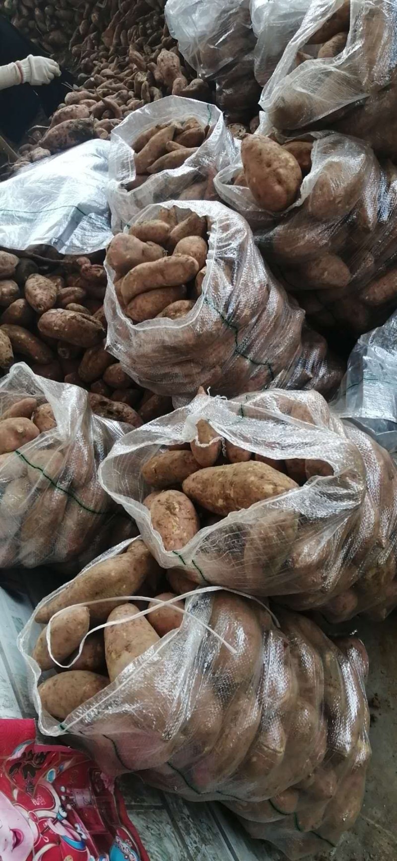 龙薯九号黄沙泥土地，颜色纯正，色泽靓丽，市场货电商货