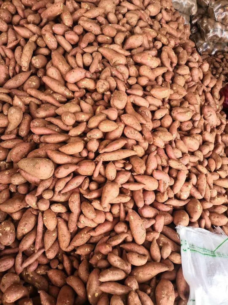 龙薯九号黄沙泥土地，颜色纯正，色泽靓丽，市场货电商货