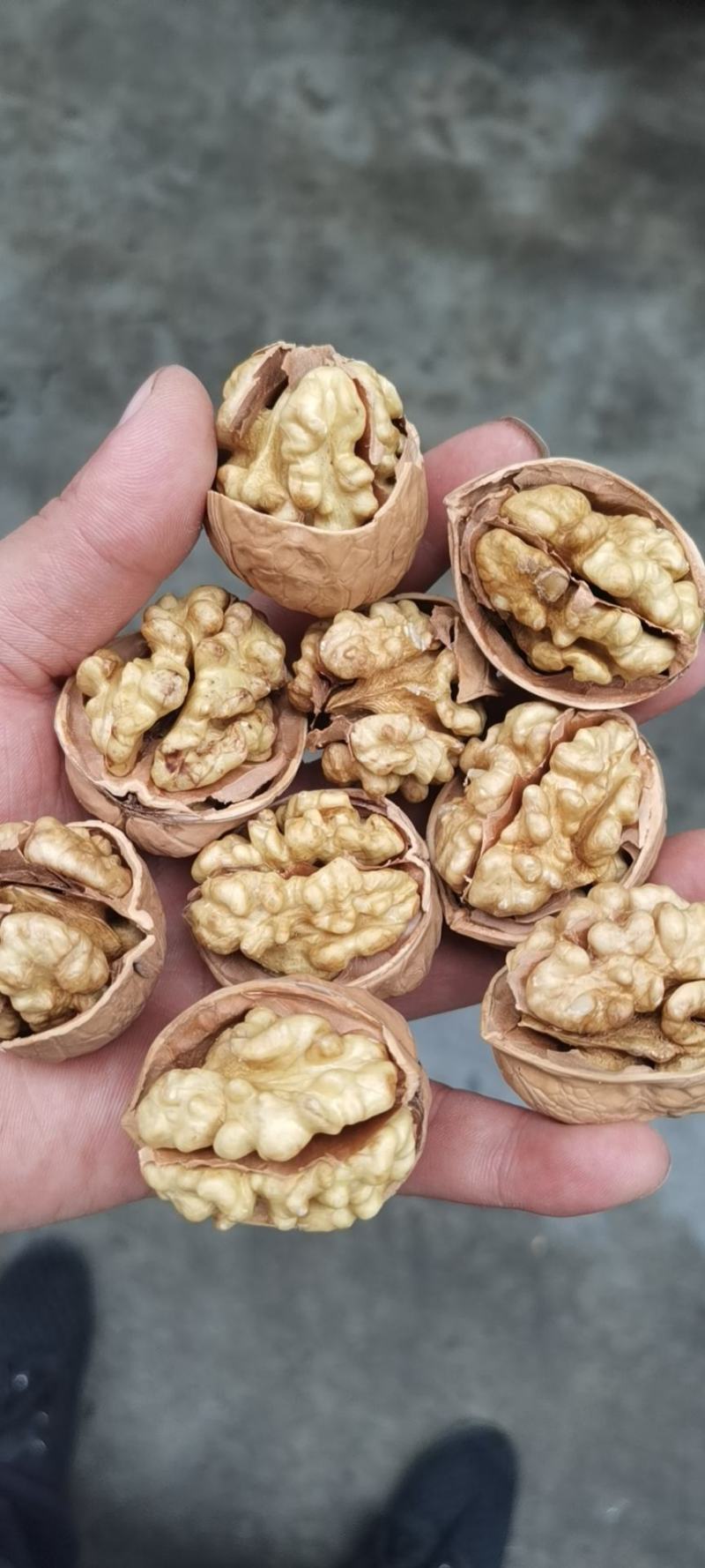 新货一手货源包退包换新疆核桃纸皮核桃185纸皮核桃