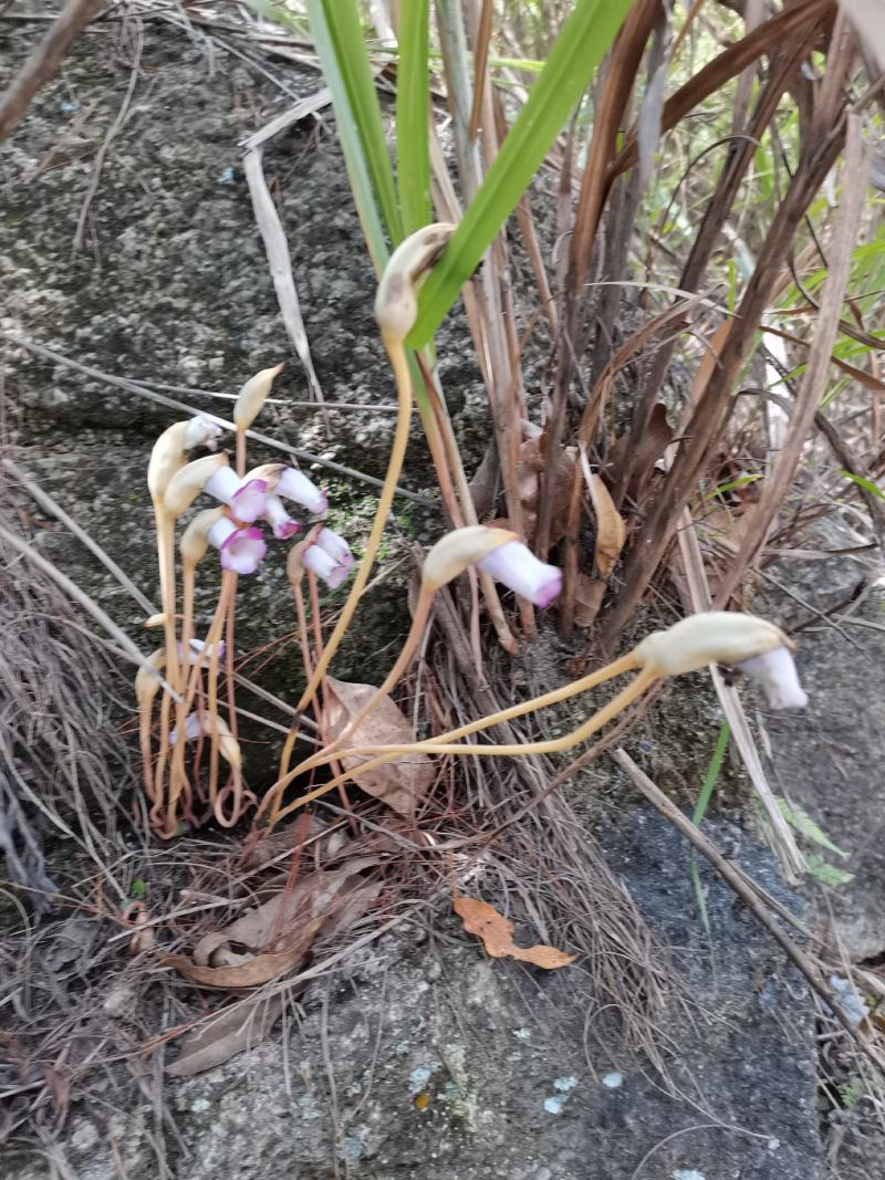 白茅花/蔗寄生/野菰/蛇箭草/管真花/管真好/毛草花/