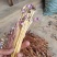 白茅花/蔗寄生/野菰/蛇箭草/管真花/管真好/毛草花/