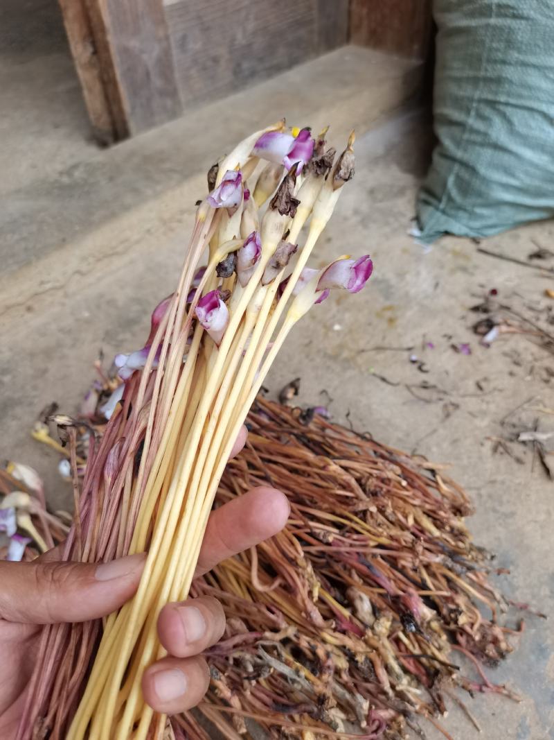 白茅花/蔗寄生/野菰/蛇箭草/管真花/管真好/毛草花/