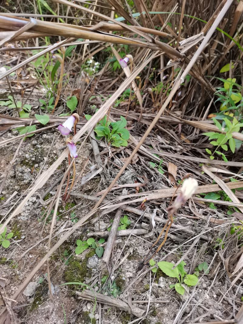 白茅花/蔗寄生/野菰/蛇箭草/管真花/管真好/毛草花/