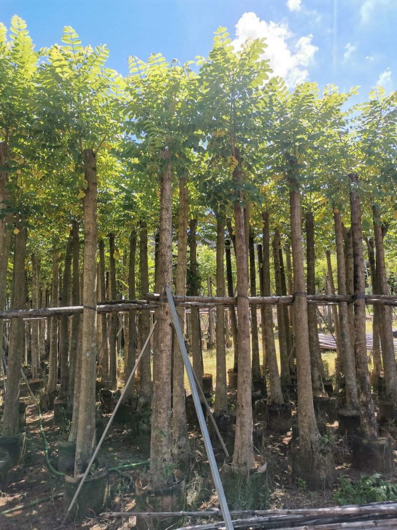 供应：光杆10公分到12公分的火焰木