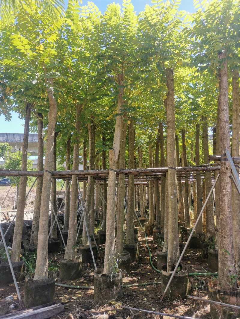 供应：光杆10公分到12公分的火焰木