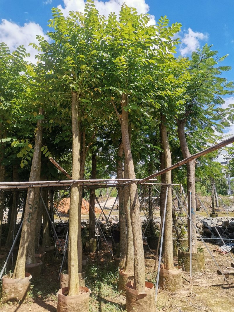 供应：光杆10公分到12公分的火焰木