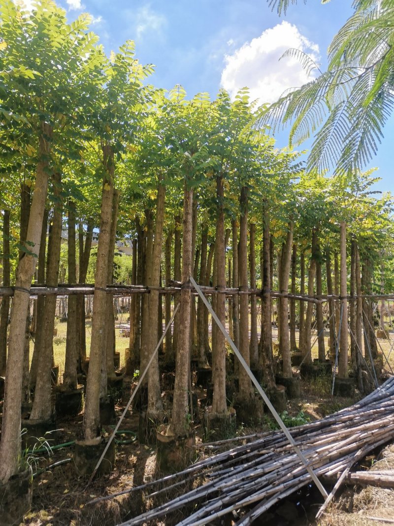 供应：光杆10公分到12公分的火焰木