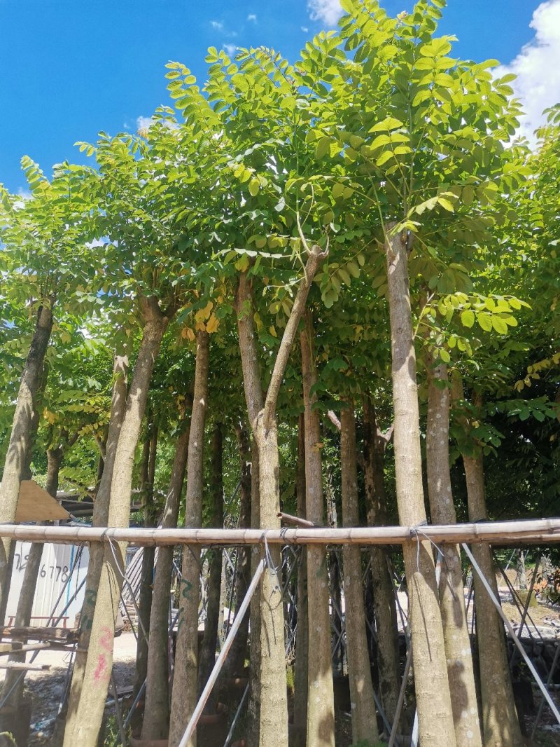 供应：光杆10公分到12公分的火焰木