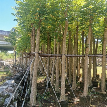 供应:光杆10公分到12公分的火焰木