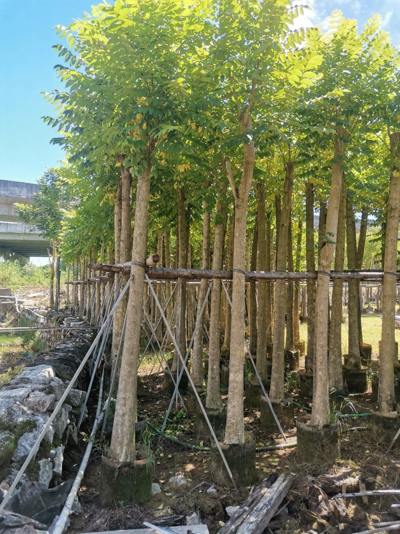 供应：光杆10公分到12公分的火焰木
