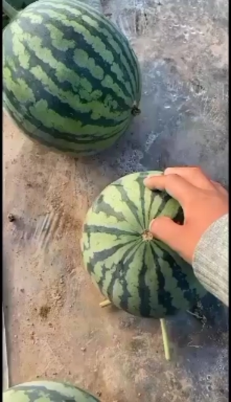 美都无籽西瓜大量上市中品质好质量优