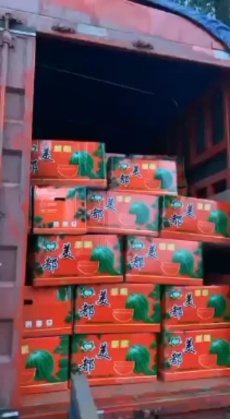 美都无籽西瓜大量上市中品质好质量优