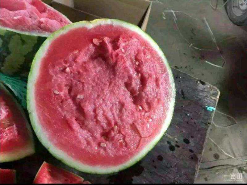 美都无籽西瓜大量上市中品质好质量优