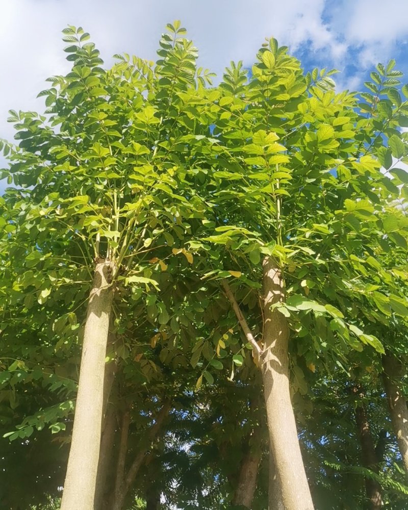 供应：光杆10公分到12公分的火焰木