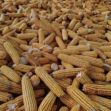 开封玉米开始大量收割，有要湿玉米棒的，有收割机都可以联系
