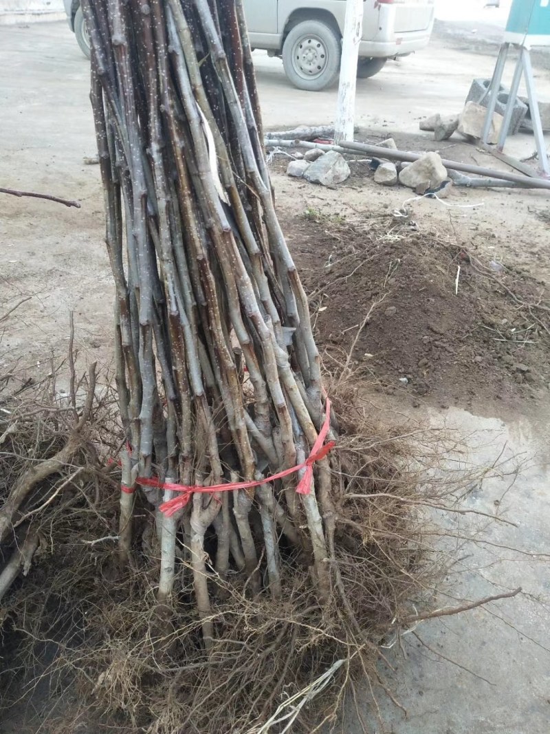 枣树苗冬枣苗脆枣苗保证品质包邮