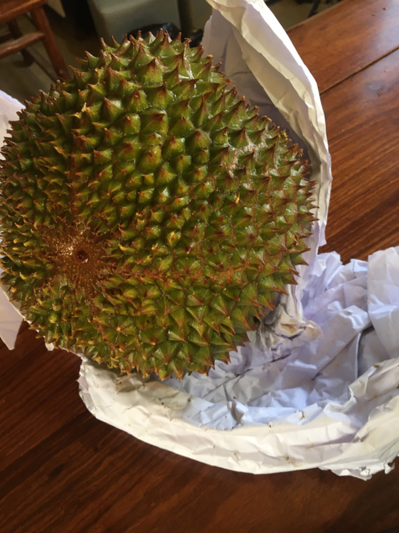 黑刺榴莲苗进口嫁接正品（带土带叶顺丰快运发货假一赔十