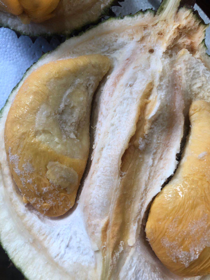 黑刺榴莲苗进口嫁接正品（带土带叶顺丰快运发货假一赔十