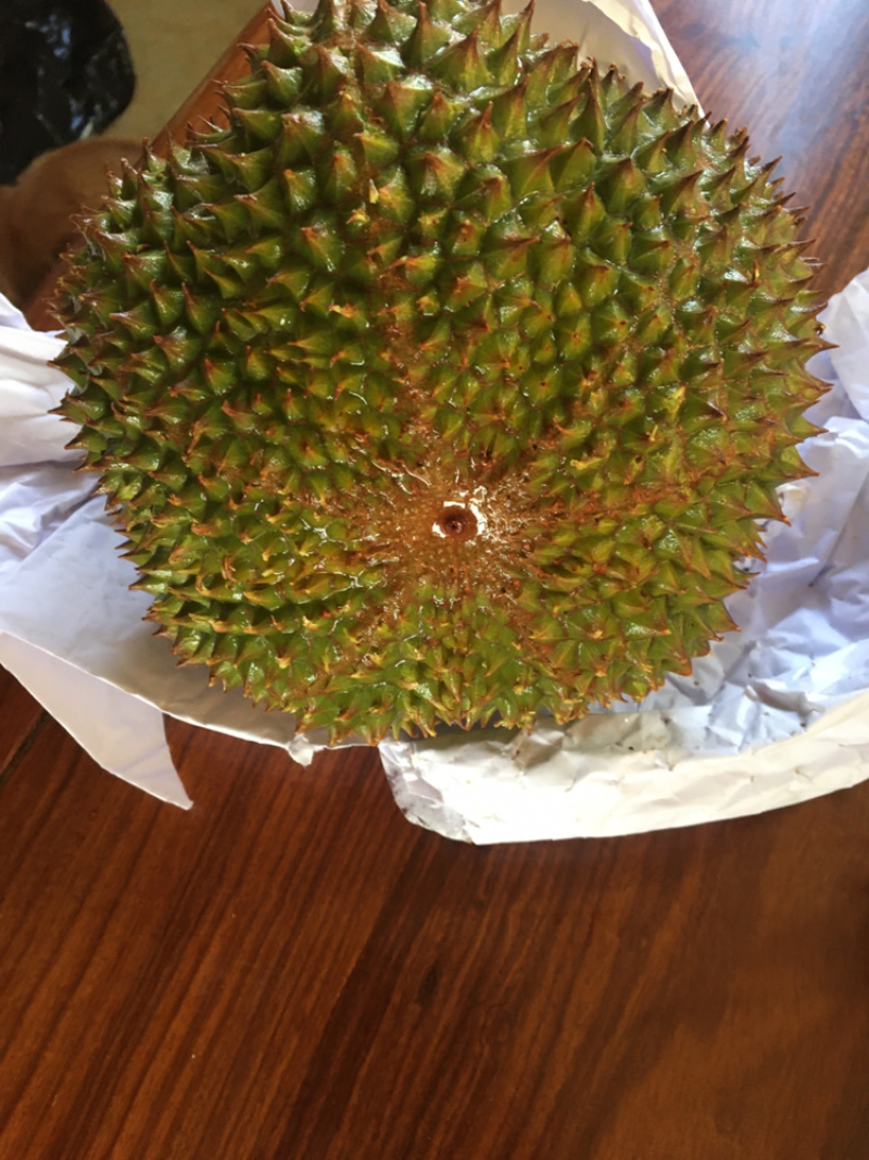 黑刺榴莲苗进口嫁接正品（带土带叶顺丰快运发货假一赔十