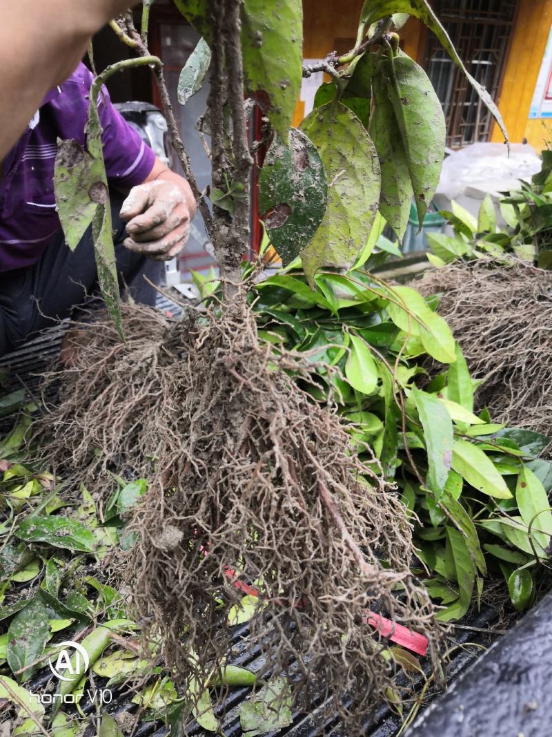 大甩卖三年黑老虎苗（布福娜）三年苗全是移植苗粗壮根多。