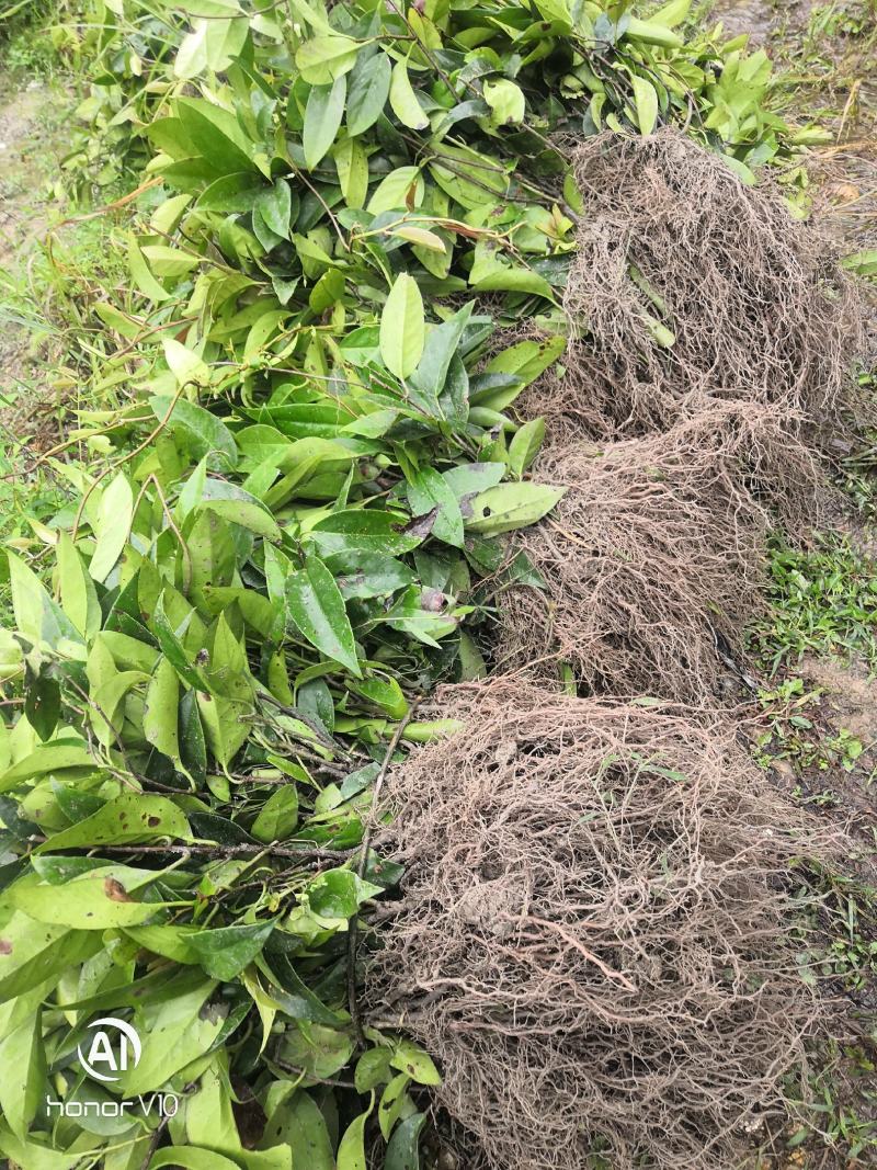 大甩卖三年黑老虎苗（布福娜）三年苗全是移植苗粗壮根多。