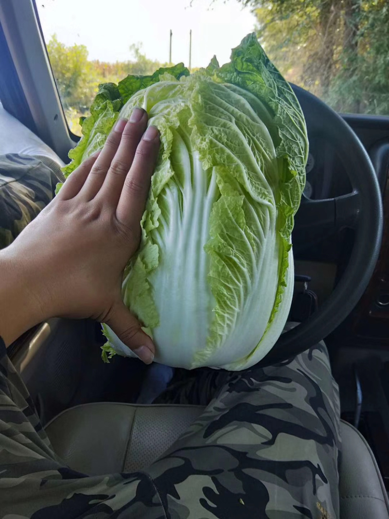 辽宁白菜黄心菜上市，支持货到付款，专业的工人打包团队。