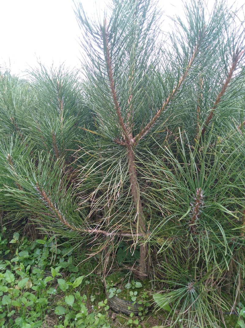 油松杯苗成活高随起苗随装车，保证数量和质量，还有高度。