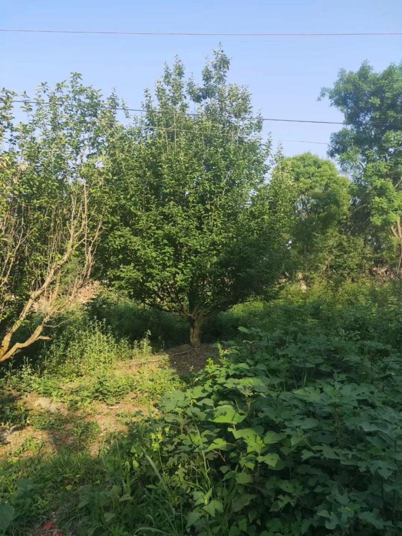 四川成都温江基地苗圃杏梅，各种规格齐全，工程货