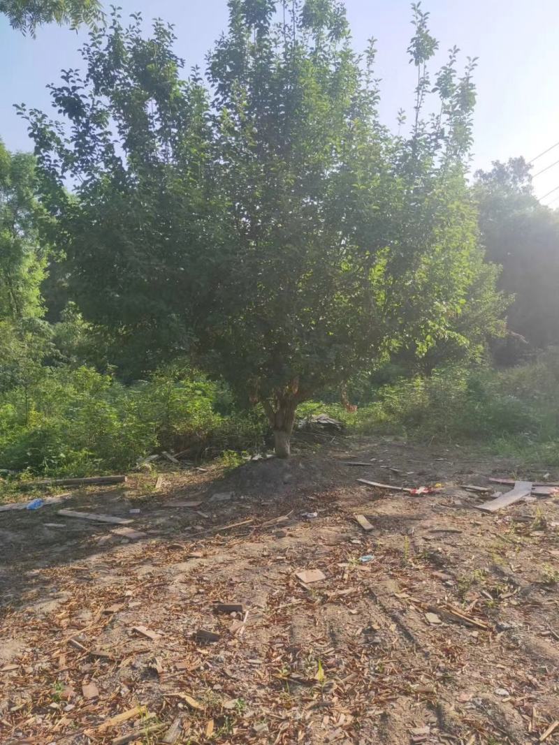四川成都温江基地苗圃杏梅，各种规格齐全，工程货