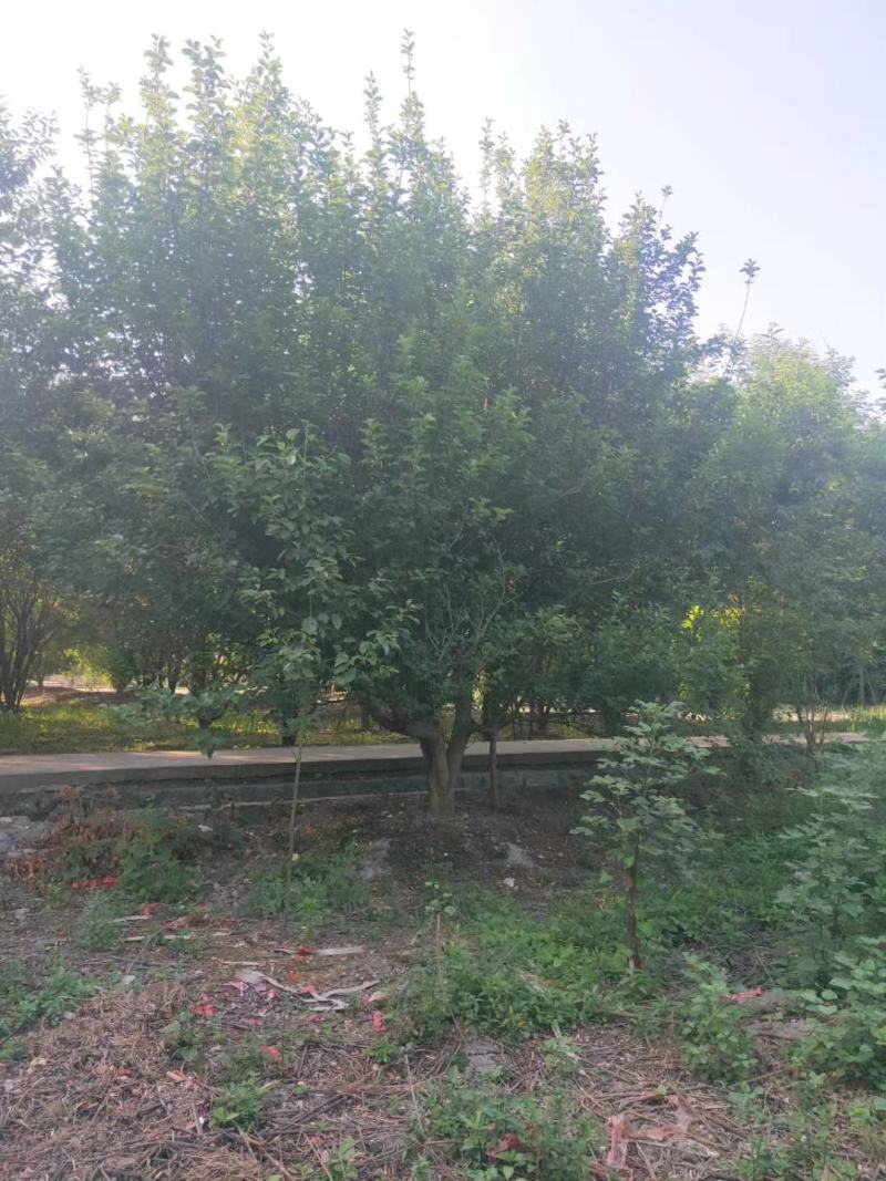 四川成都温江基地苗圃杏梅，各种规格齐全，工程货