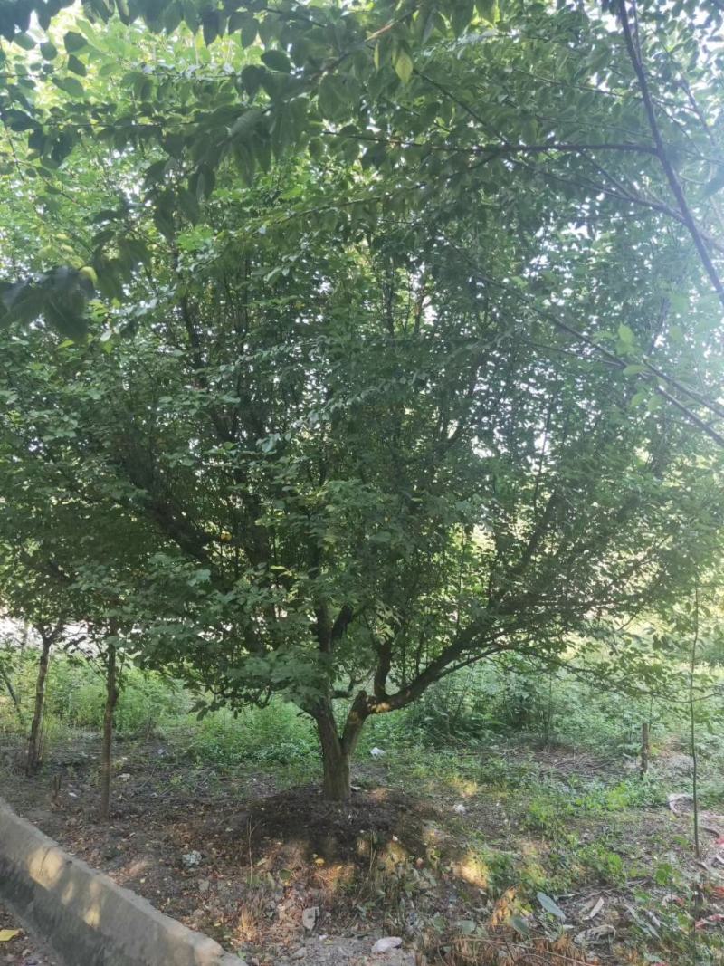 四川成都温江基地苗圃杏梅，各种规格齐全，工程货