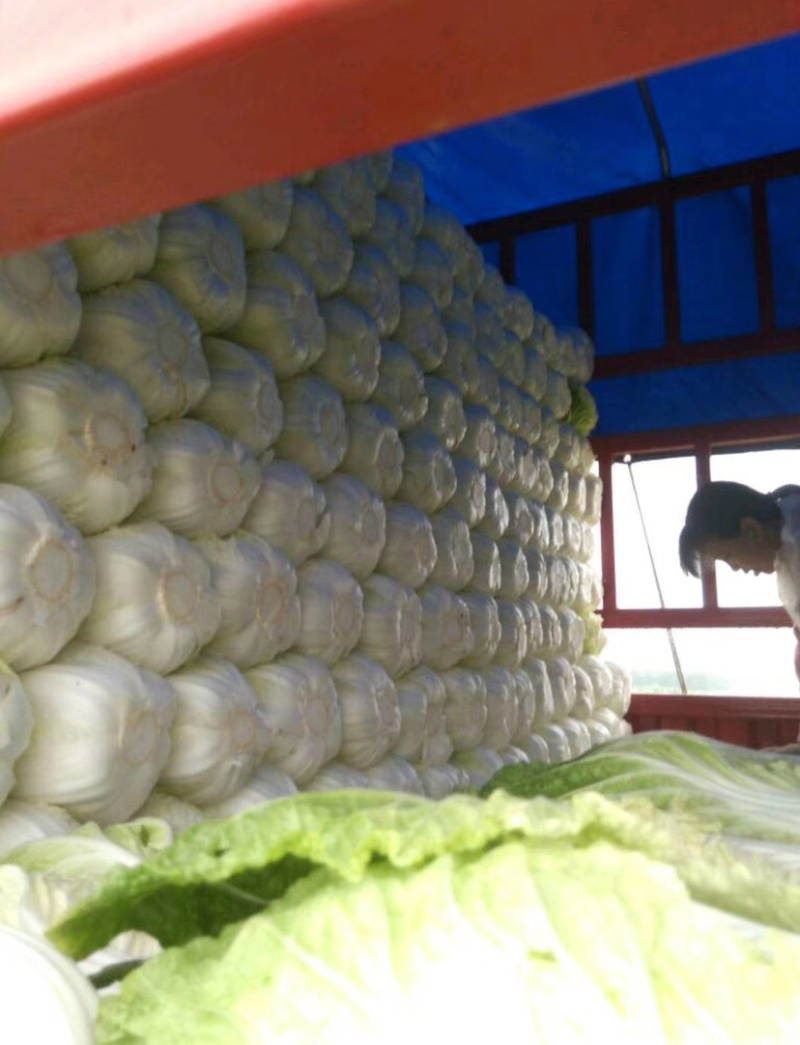 【凌海白菜】黄心白菜大量上市，质量保证，量大优惠货到付款