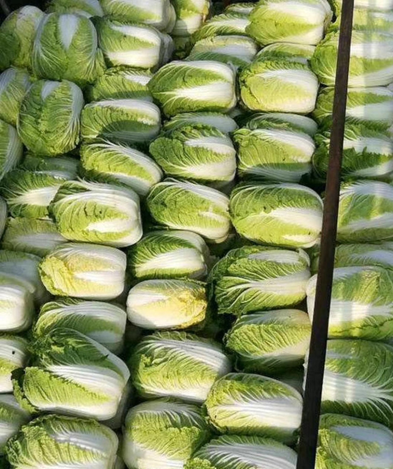 【凌海白菜】黄心白菜大量上市，质量保证，量大优惠货到付款