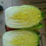 【凌海白菜】黄心白菜大量上市，质量保证，量大优惠货到付款
