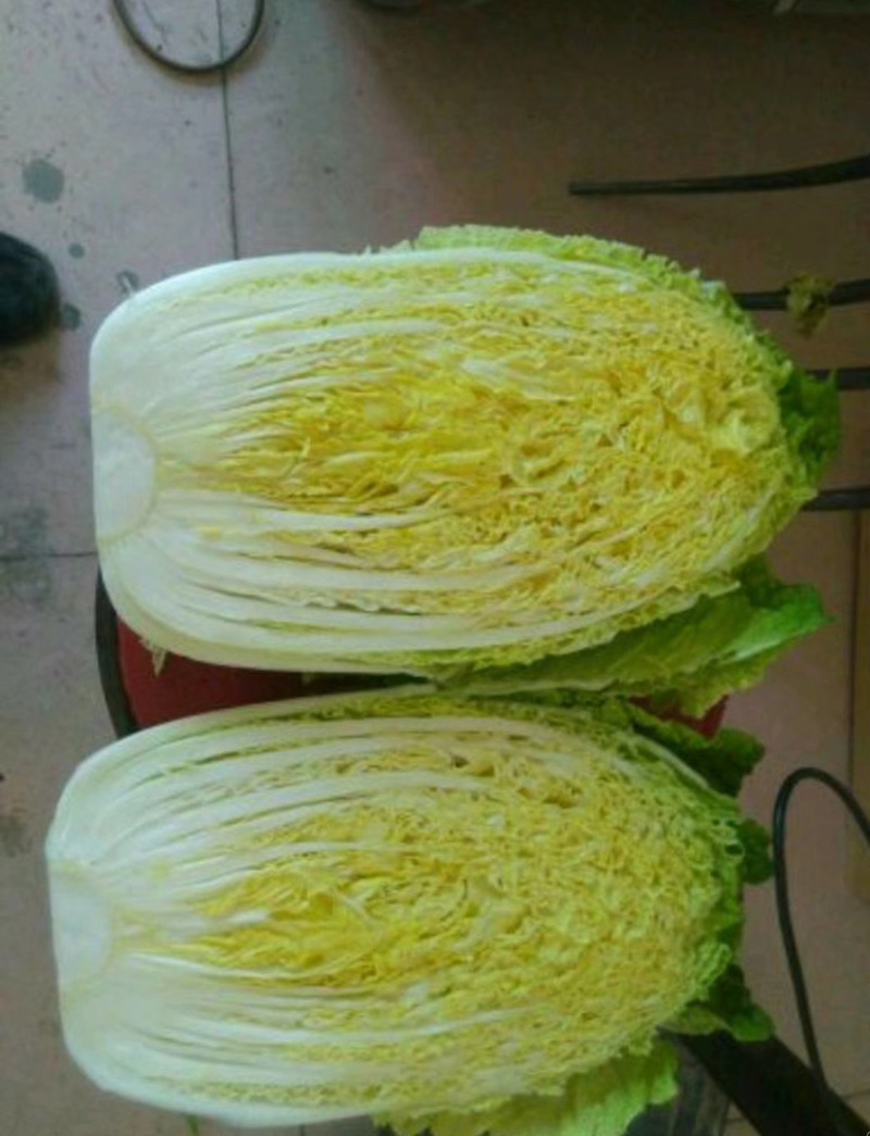 【凌海白菜】黄心白菜大量上市，质量保证，量大优惠货到付款