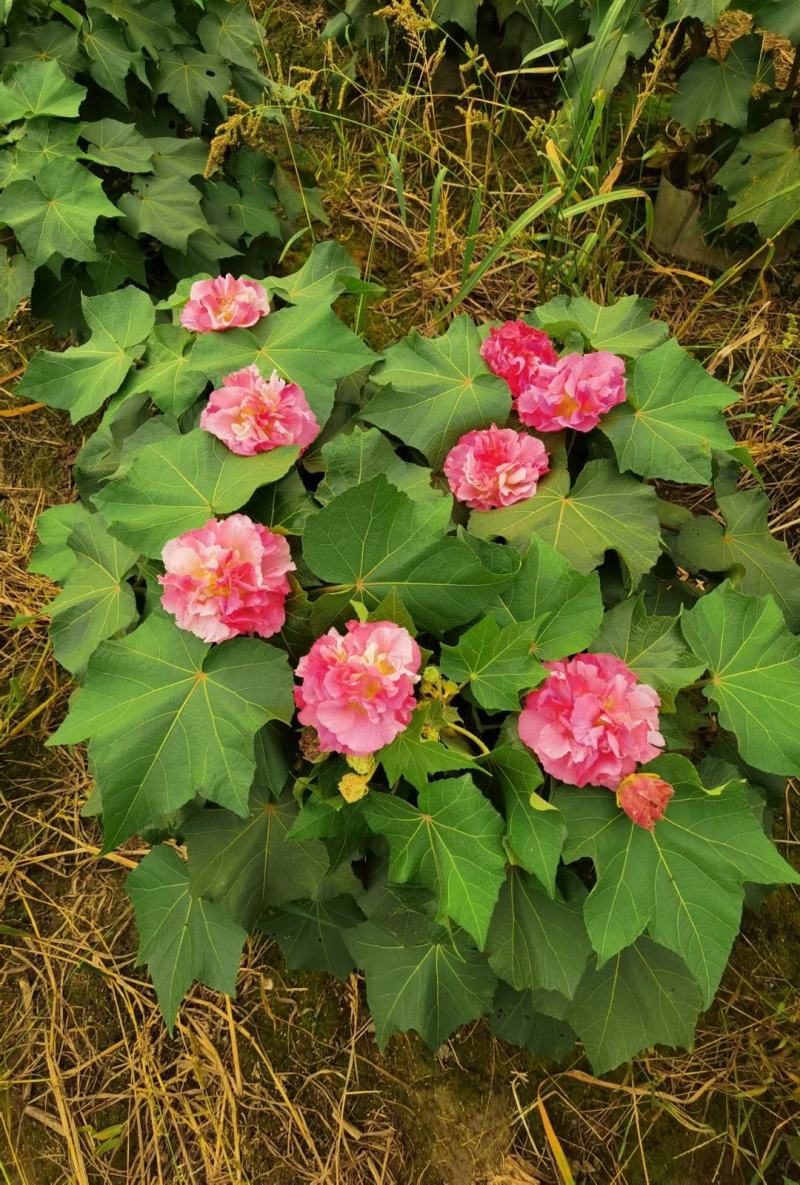 四川成都温江基地苗圃木芙蓉规格齐全，基地货