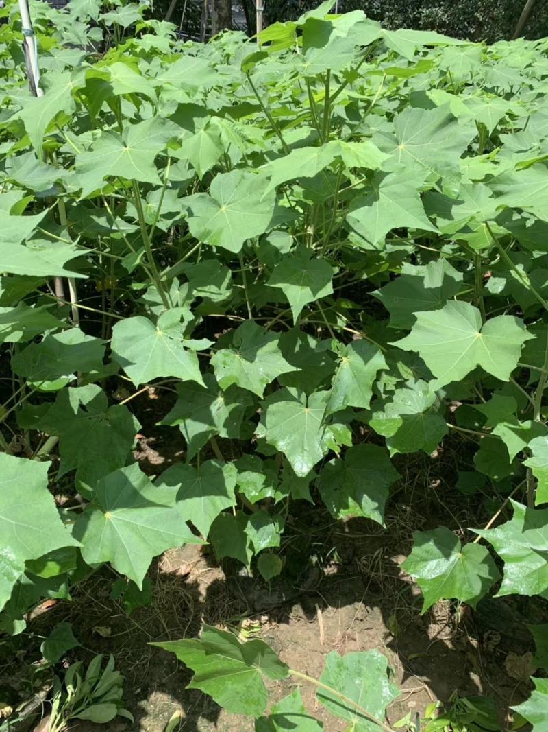 四川成都温江基地苗圃木芙蓉规格齐全，基地货