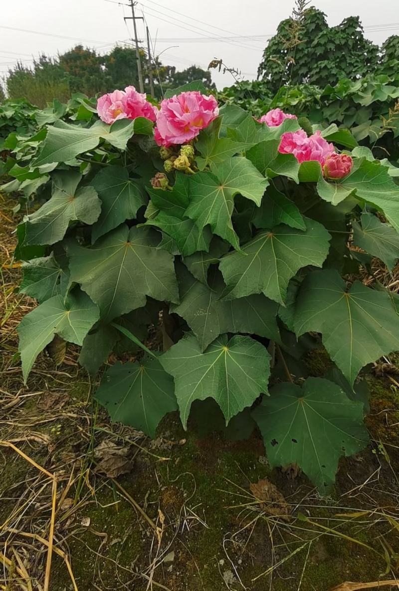 四川成都温江基地苗圃木芙蓉规格齐全，基地货