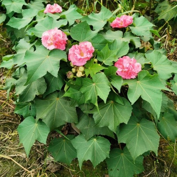 四川成都温江基地苗圃木芙蓉规格齐全，基地货