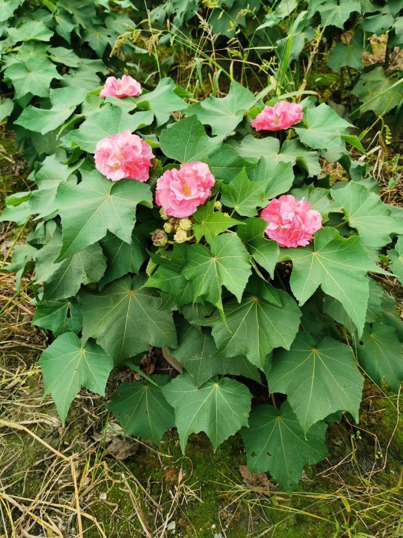 四川成都温江基地苗圃木芙蓉规格齐全，基地货