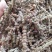 荆芥穗河北干荆芥穗新货无硫净货量大从优可供批发零售