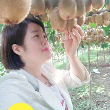 眉县徐香猕猴桃，全国包邮，果农直销，现摘现发……