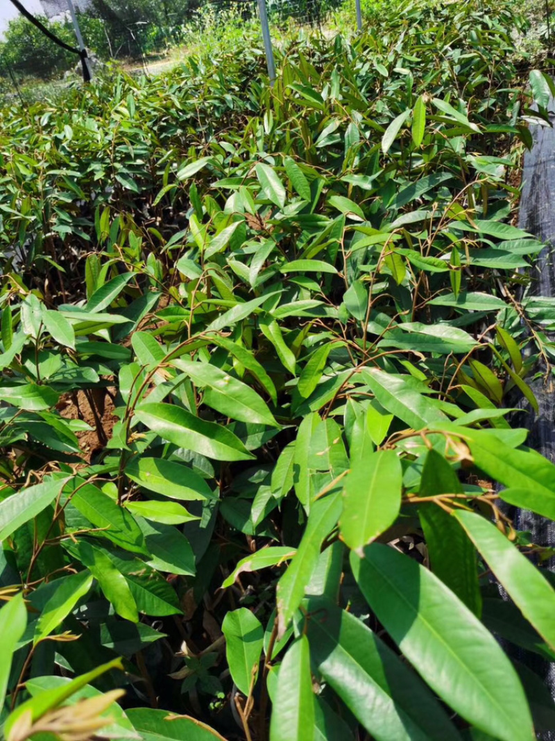 正宗猫山王榴莲苗嫁接（高度75～85公分高