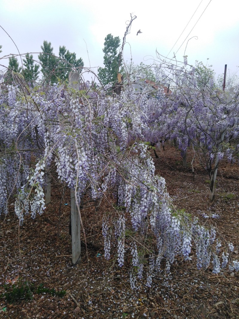 自育自营紫藤苗根系发达花色鲜艳基地实拍包邮