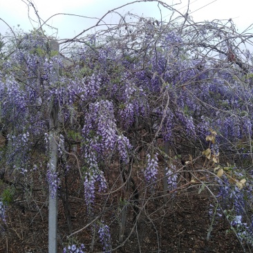 自育自营紫藤苗根系发达花色鲜艳基地实拍包邮