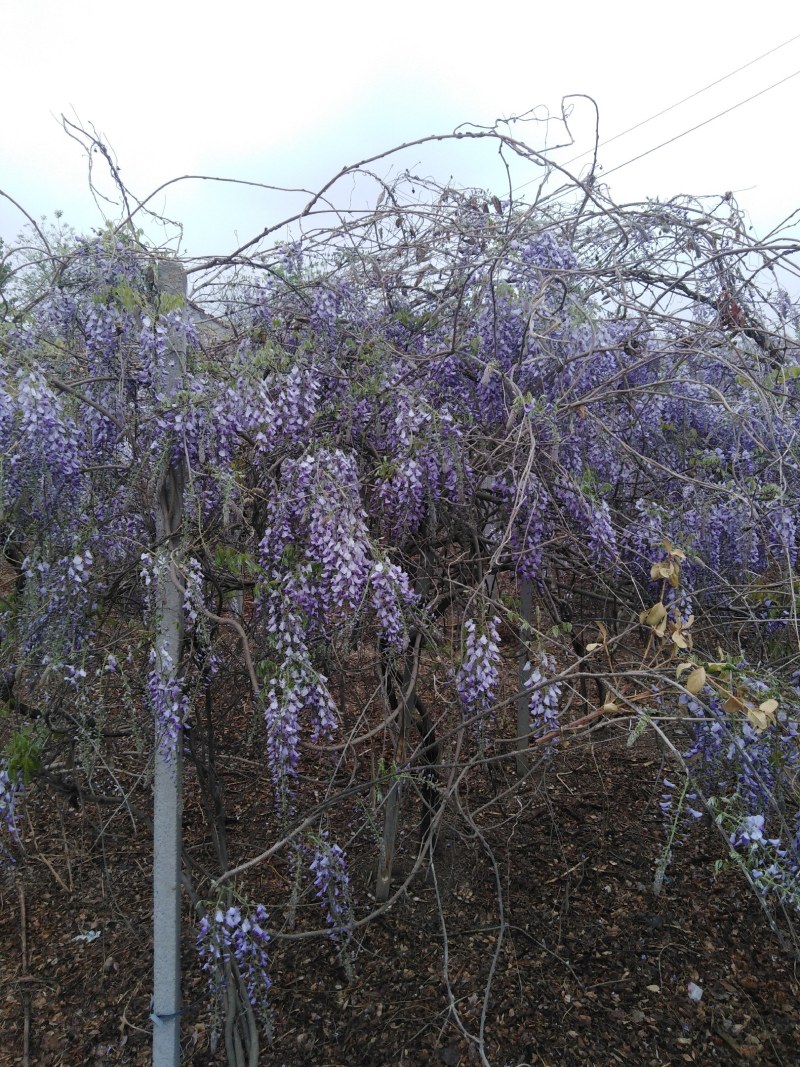 自育自营紫藤苗根系发达花色鲜艳基地实拍包邮