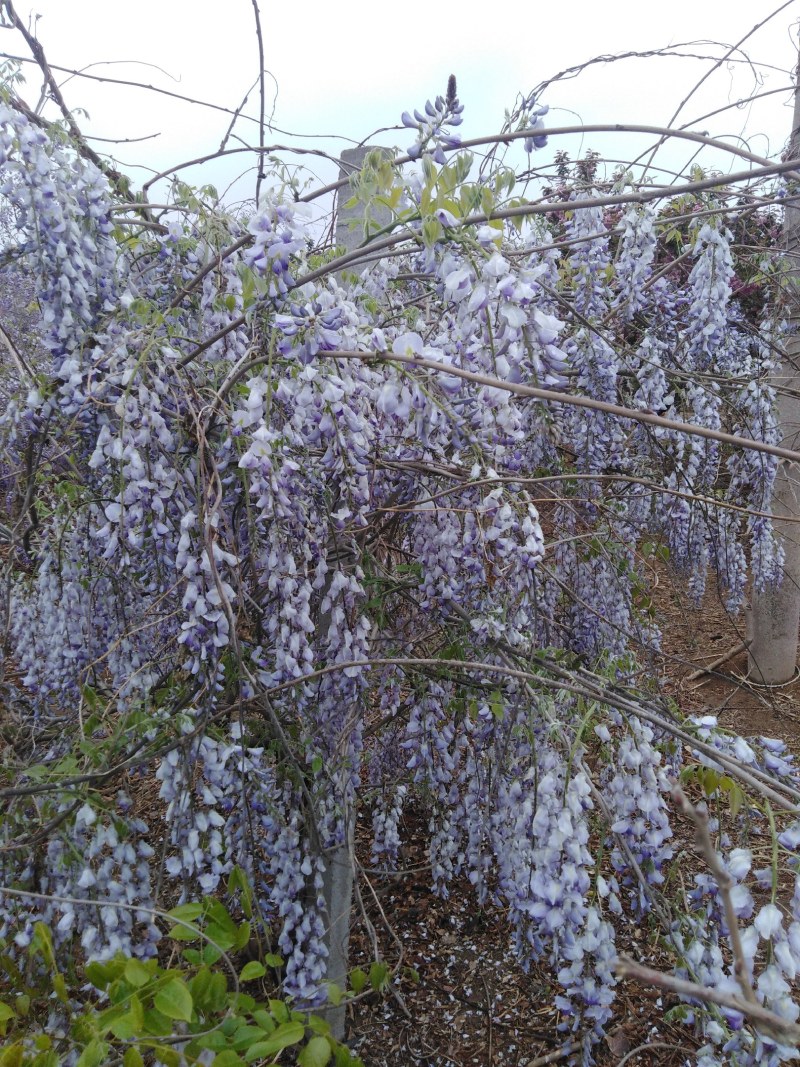 自育自营紫藤苗根系发达花色鲜艳基地实拍包邮