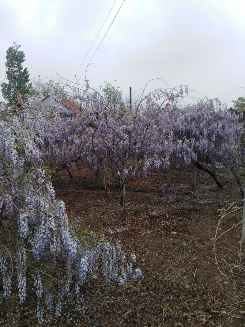 自育自营紫藤苗根系发达花色鲜艳基地实拍包邮