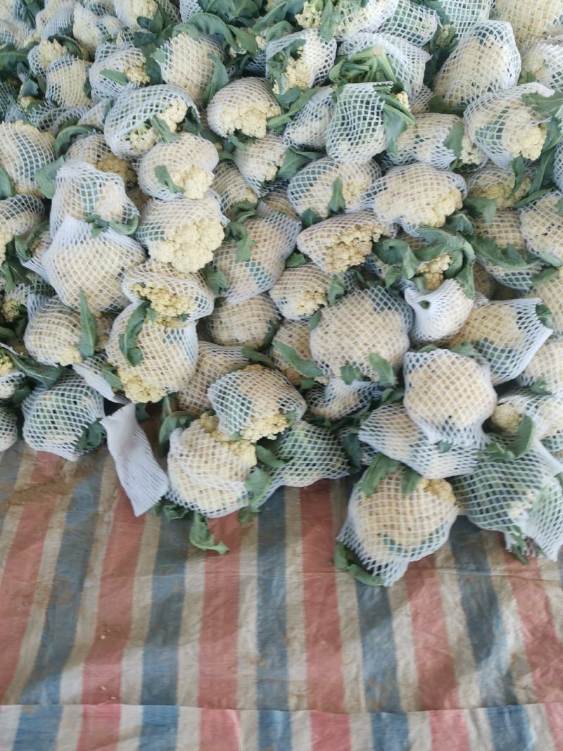 聊城白面青梗松花菜有机散花大量上市，产地直供供应商超