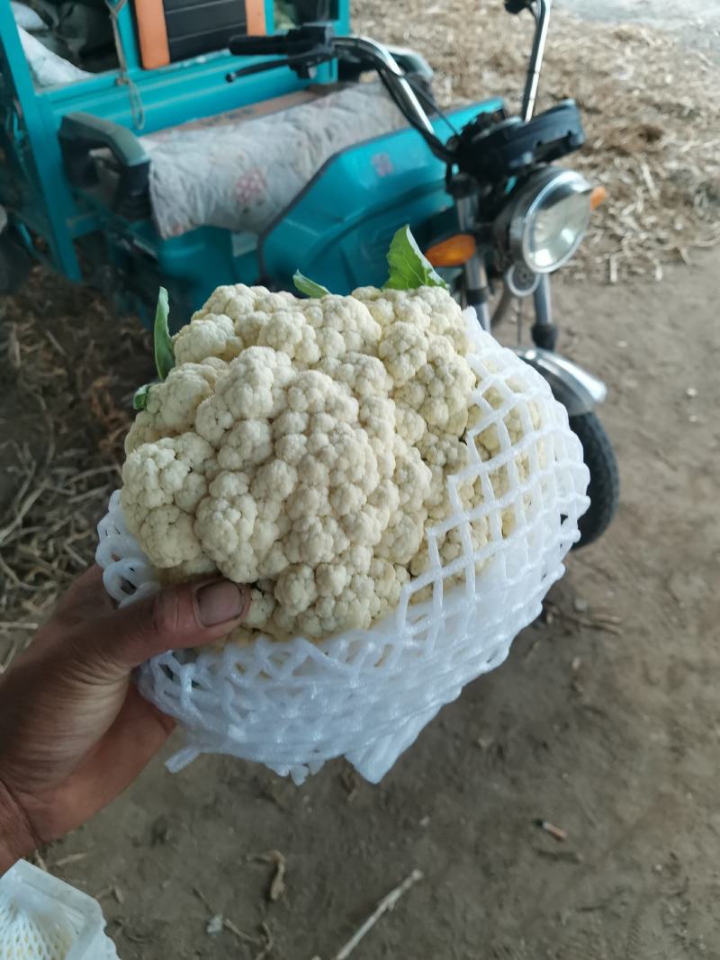 聊城白面青梗松花菜有机散花大量上市，产地直供供应商超